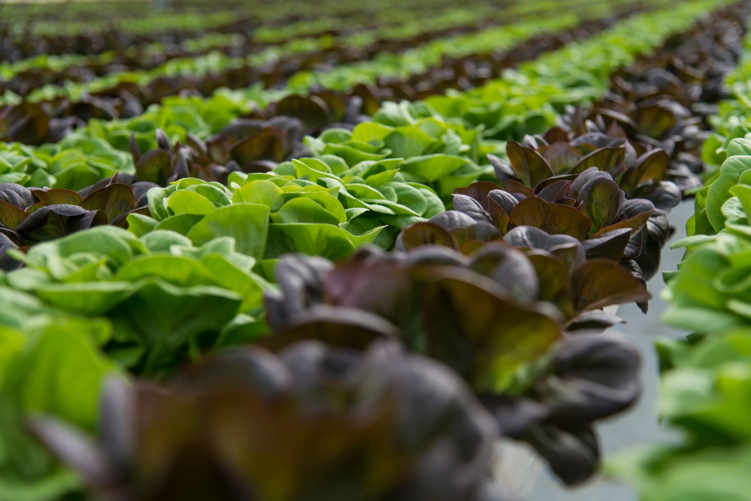 Lettuce crops in greenhouse