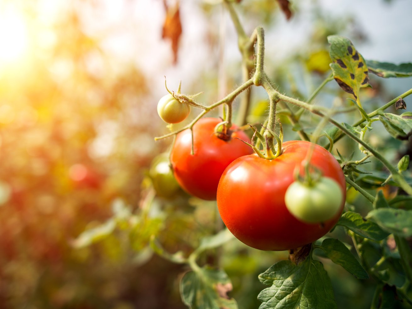 Tomato Greenhouse