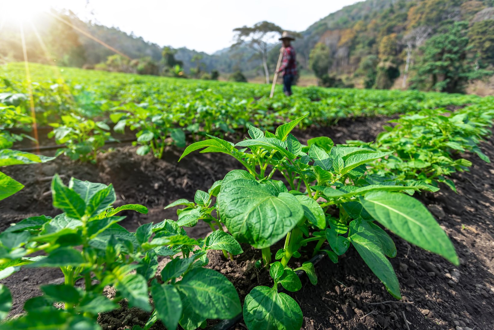 Growing Potato Crops in a Farm 