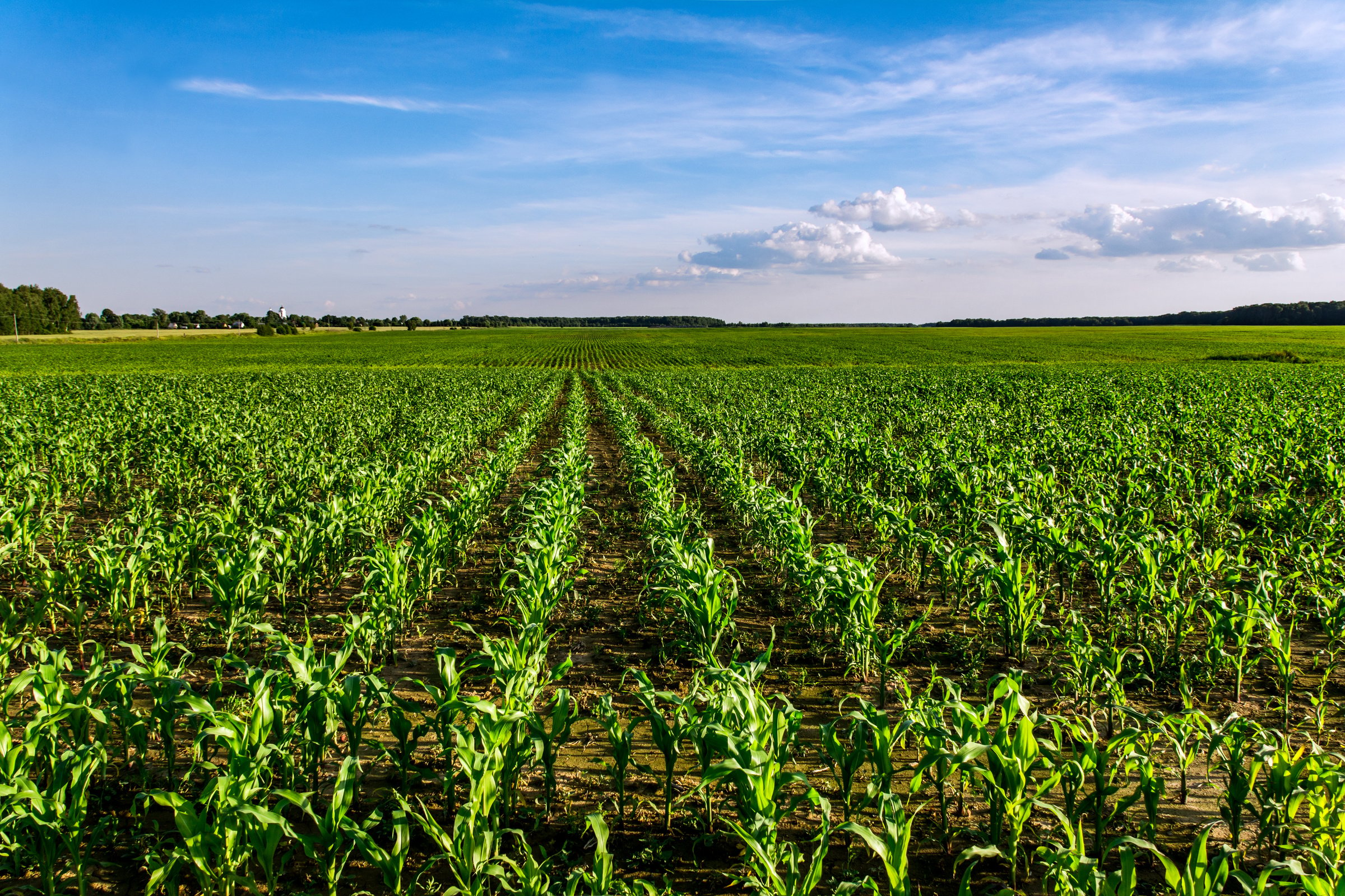 Corn crops fields