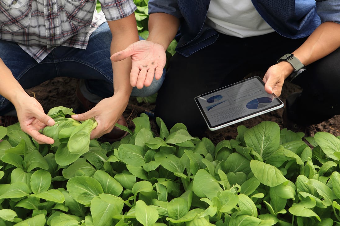 Farmers Studying Crops with Digital Tablet